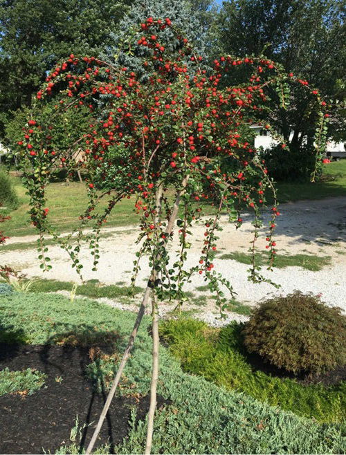 Shrubs That Attract Birds All Winter