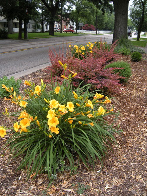 Plants that Love Mulching 