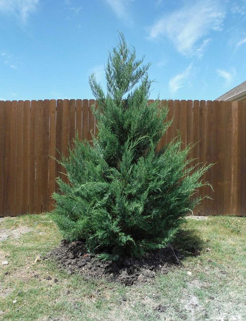 Eastern Red Cedar for garden furnishing2