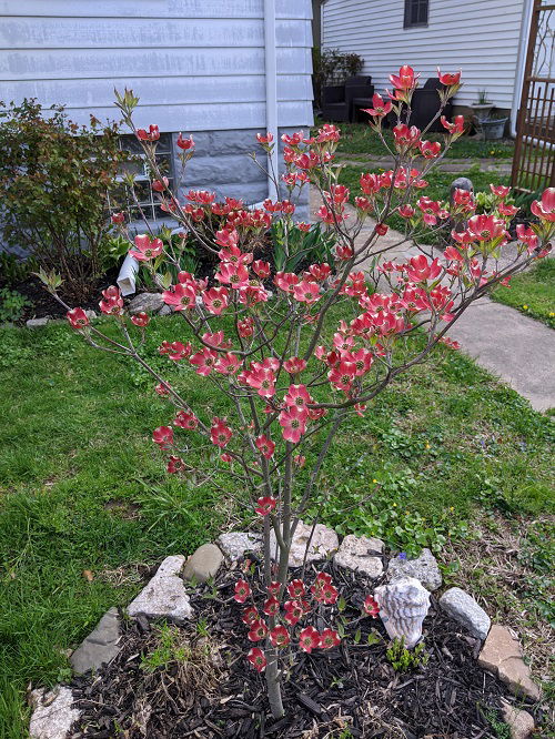 Flowering Dogwood for cardinal attracting 