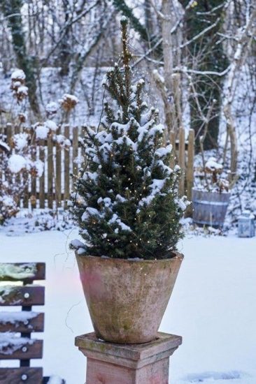 Dwarf Alberta Spruce are Perfect Plants for Containers in Winter ...