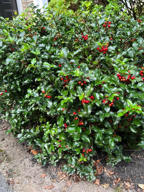 beautiful holly shrub with fruit