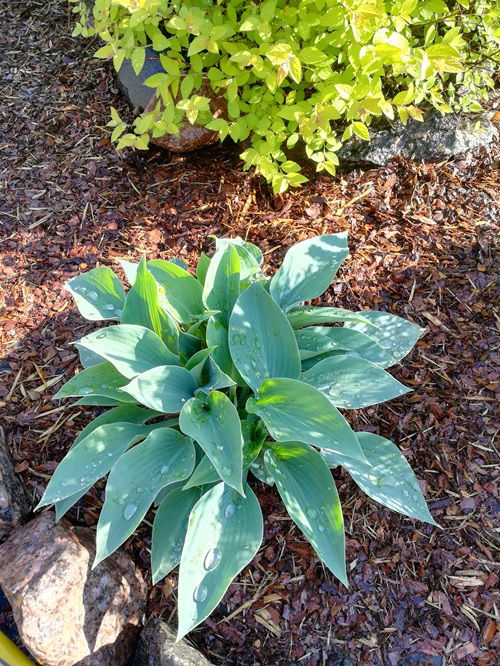 beautiful Plants that Love Mulching and You Should Always Do That