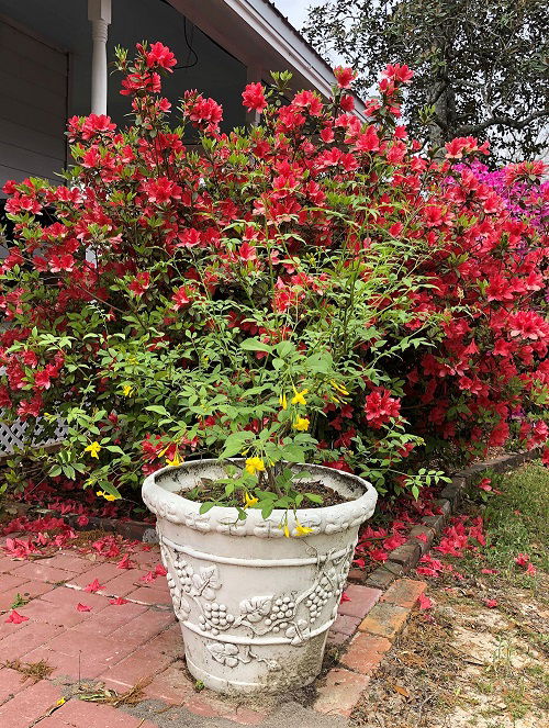 Italian Jasmine in garden