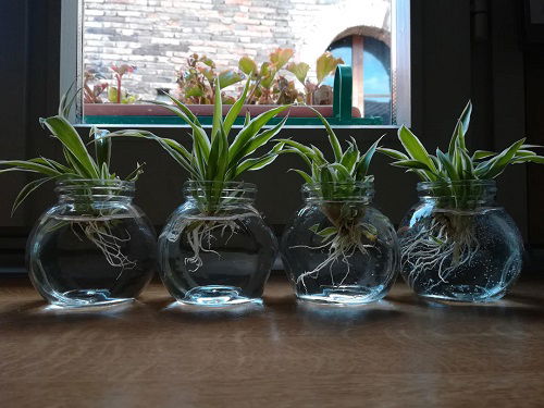 Spider Plants Keep them in Glass Jars