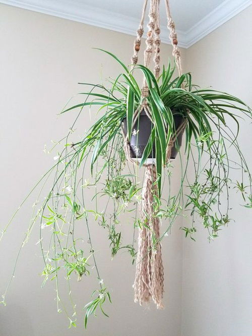 spider plant Macrame Plant Hanger