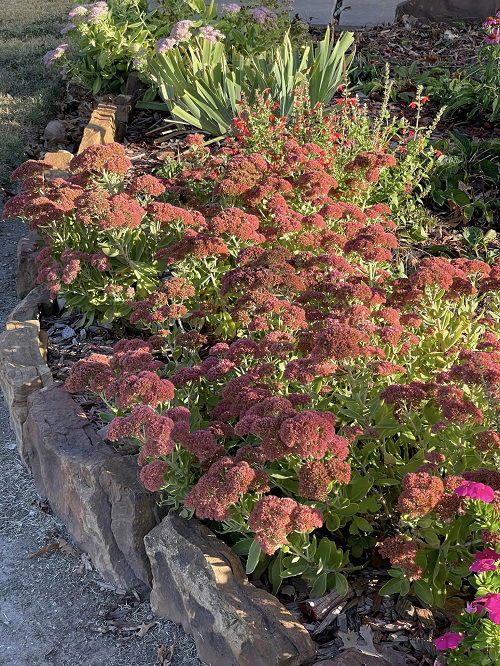 Autumn Joy Sedum Landscaping Ideas