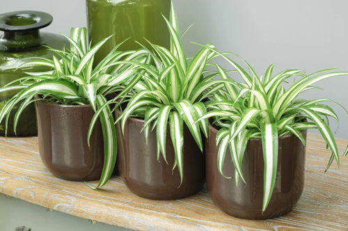 Multiple Spider Plants on windowsills or Tabletops