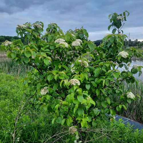 beautiful Shrubs That Attract Birds All Winter