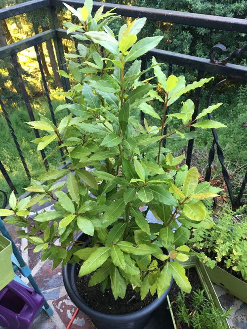 Scatter Bay Leaves in Your Garden for This Incredible Benefit