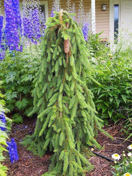 Norway Spruce for furnishing the garden