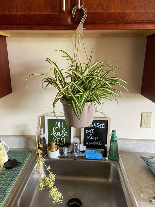 spider plant Over the Sink