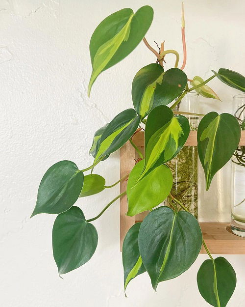 Philodendron in water 