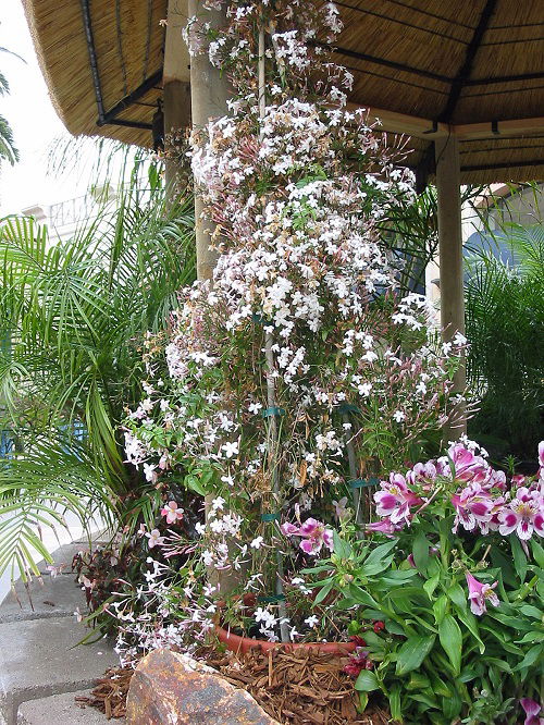 Pink Jasmine in garden