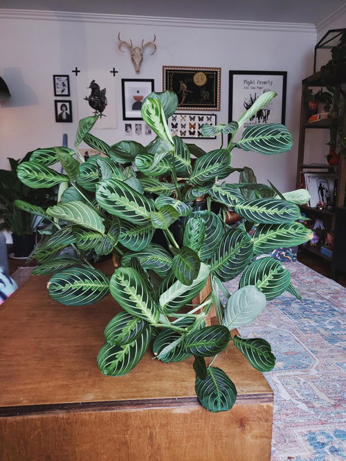 Prayer Plant