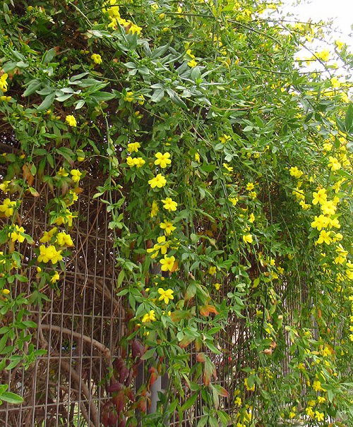 Primrose Jasmine in garden