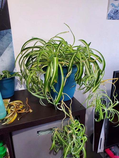 Pruning spider plant for Bushier Growth