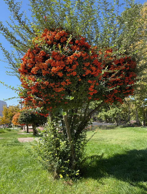 best Shrubs that attract birds throughout the winter