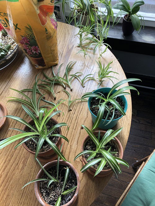 propagating spider plant pups 