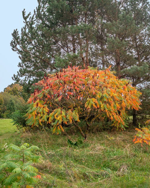 best Shrubs that Attract Birds all Winter Long