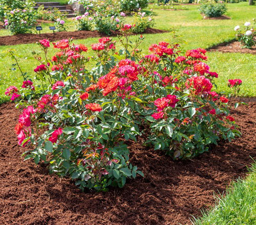 lovely Plants that Love Mulching and You Should Always Do That