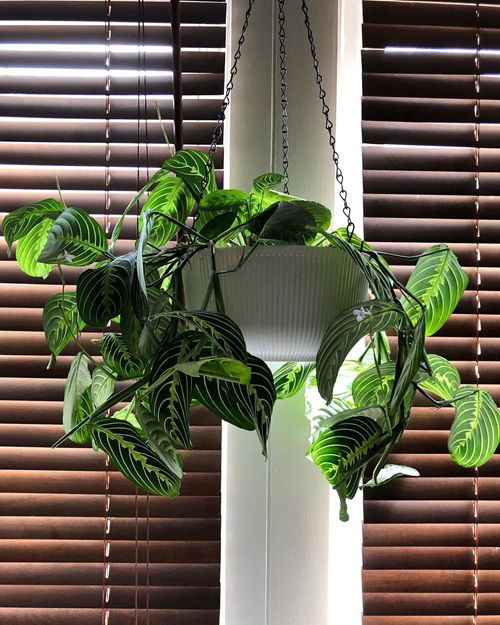 prayer plant in hanging basket