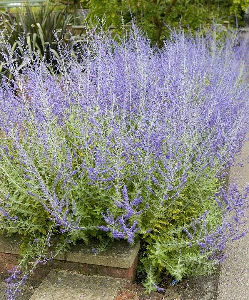 Plant Russian Sage in Your Garden to Have Blooms Forever