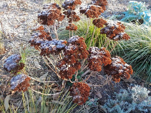 Autumn Joy Sedum in winter