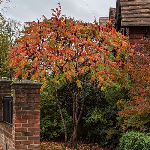 cardinal attraction of Staghorn Sumac