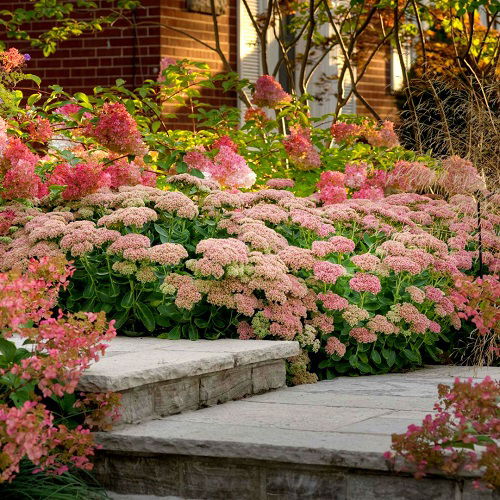 Stone Stairs and Autumn Joy Sedum Entrance