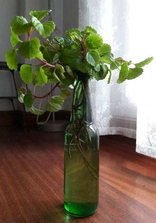 Swedish Ivy in water