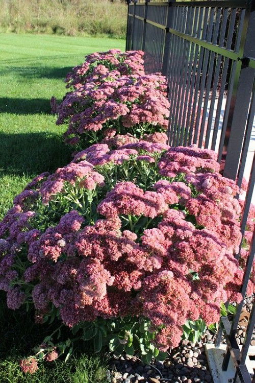 Use it to Spruce Up a Boring Fence