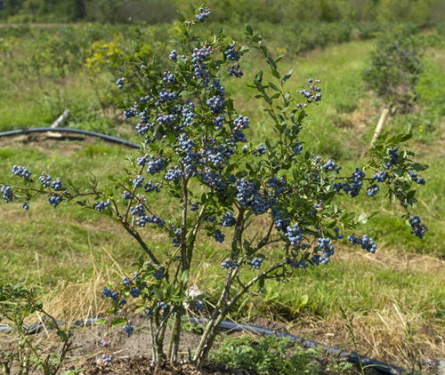 Shrubs That Attract Birds Winter