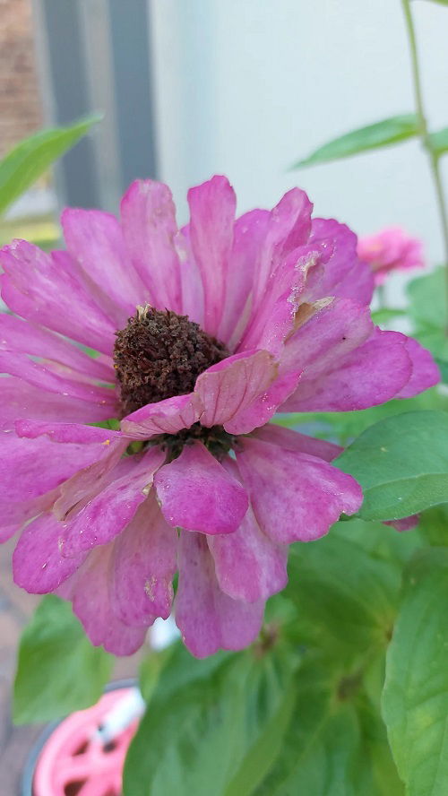 Zinnia seeds harvest