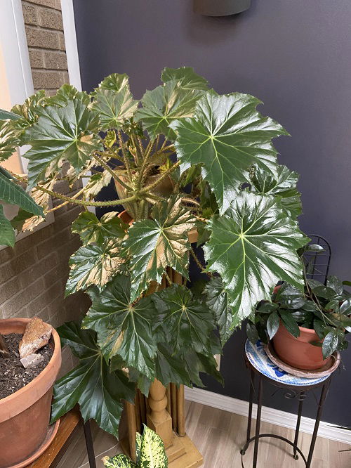 big-leaf begonia varieties 1