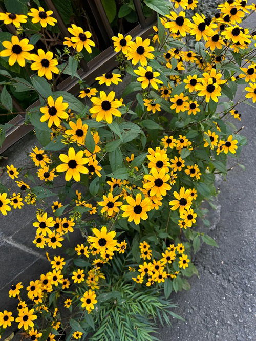 What to Do With Black Eyed Susans After They Flower