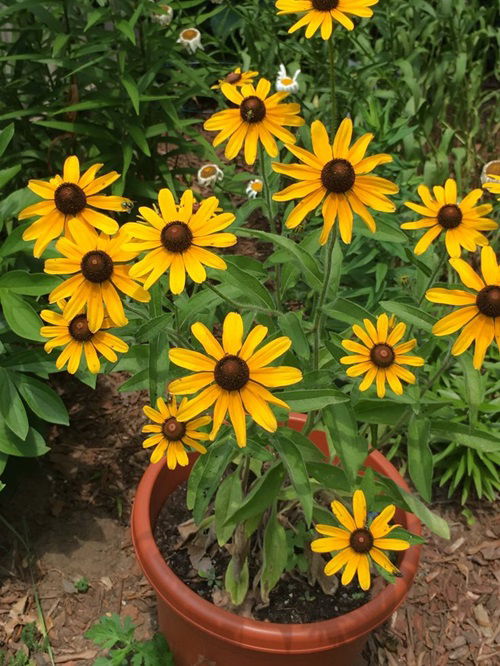 Tips for Potted Black-Eyed Susans After Flowering