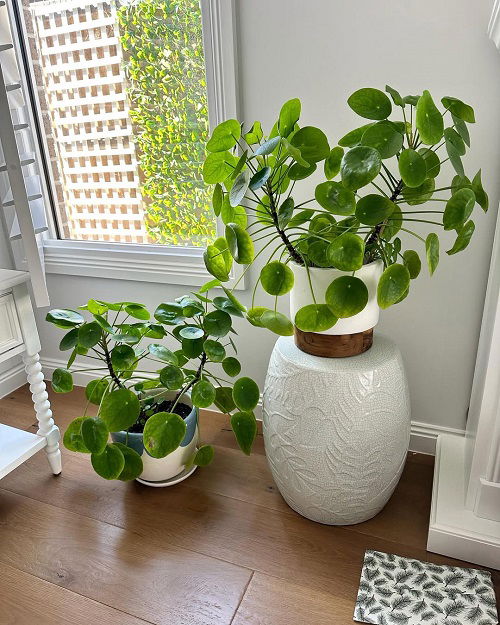 Chinese Money Plant in Home18