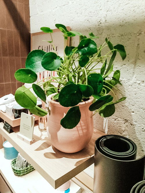 Chinese Money Plant in Home 2