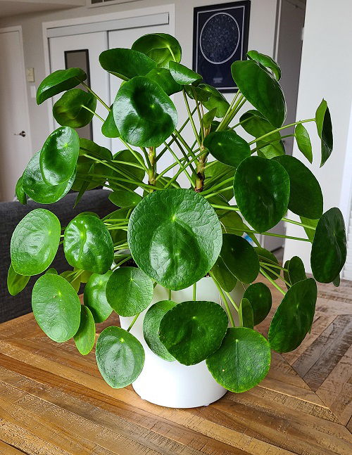 Chinese Money Plant in Home 1