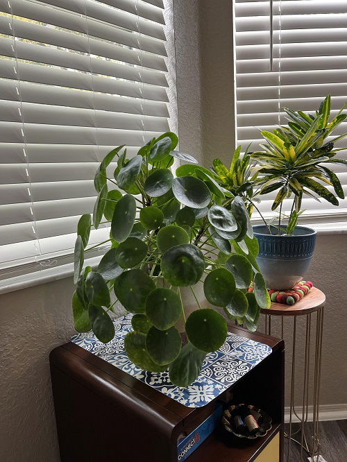 Chinese Money Plant in Home 5