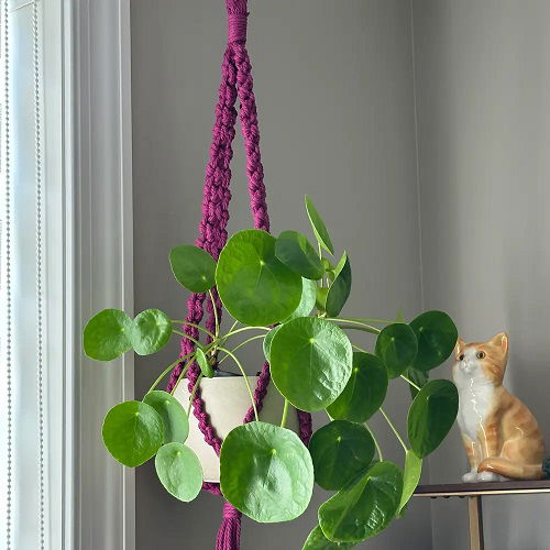 Chinese Money Plant in Home 8