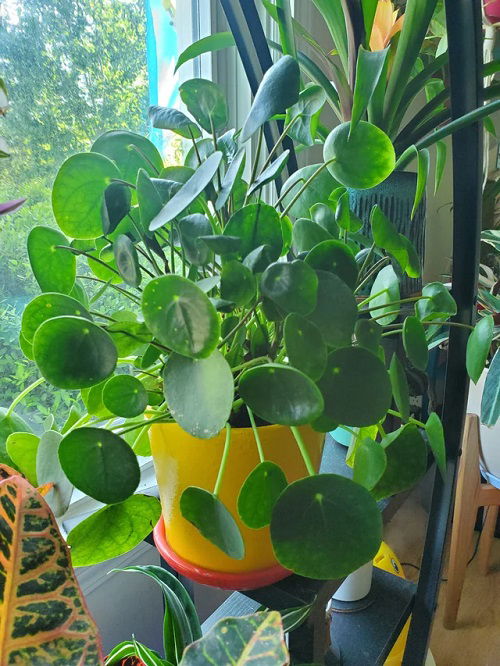 Chinese Money Plant in Home 17