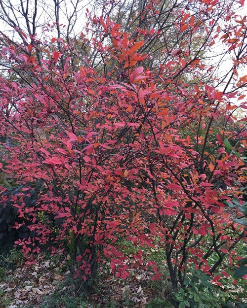 lovely Shrubs that Attract Birds all Winter Long