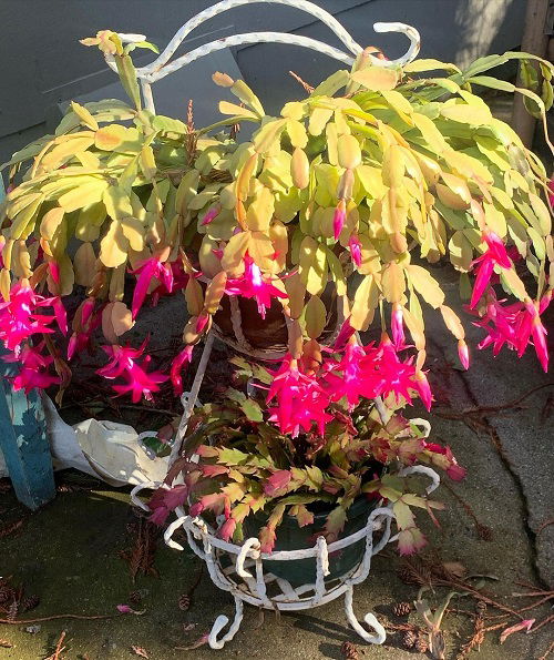 Christmas cactus 2 