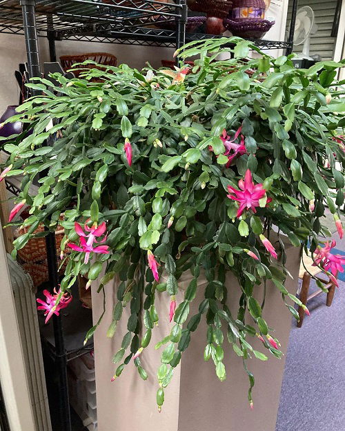 Christmas cactus 1