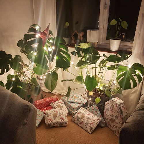 Christmas Decor Ideas with Monstera 22