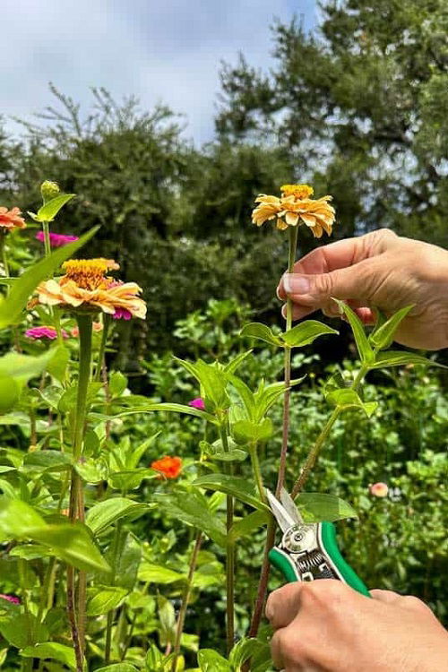 Deadheading all Spent Flowers