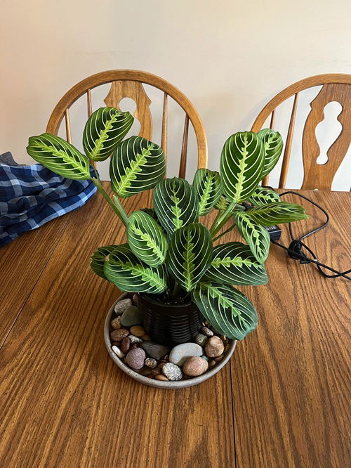 prayer plant on humidity tray