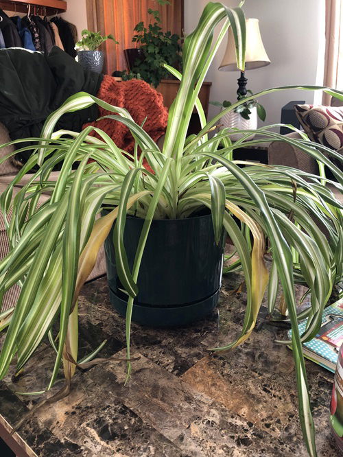 Prune Spider Plant So That It Grows Better